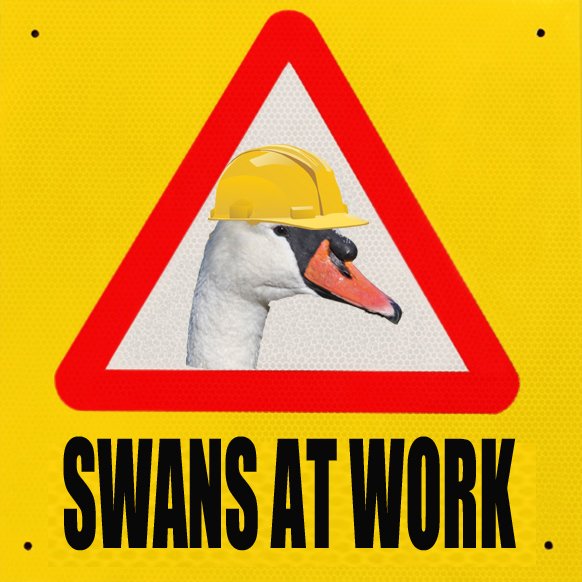 Swans at work